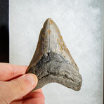 Genuine Megalodon Shark Tooth in display box // 4"