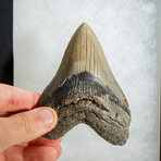 Genuine Megalodon Shark Tooth in display box // 4"
