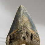 Genuine Megalodon Shark Tooth in display box // 3"