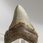 Genuine Megalodon Shark Tooth in display box // 3"