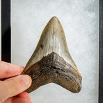 Genuine Megalodon Shark Tooth in display box // 4.5"