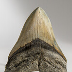 Genuine Megalodon Shark Tooth in display box // 4"