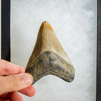 Genuine Megalodon Shark Tooth in display box // 3.25"