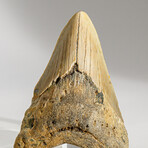 Genuine Megalodon Shark Tooth in display box // 3.5"