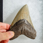 Genuine Megalodon Shark Tooth in display box // 5"