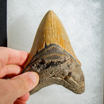 Genuine Megalodon Shark Tooth in display box // 4.5"