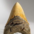 Genuine Megalodon Shark Tooth in display box // 4.5"