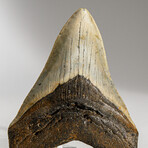 Genuine Megalodon Shark Tooth in display box // 4.5"