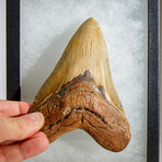 Genuine Megalodon Shark Tooth in display box // 6"