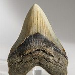 Genuine Megalodon Shark Tooth in display box // 4"