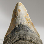 Genuine Megalodon Shark Tooth in display box // 4"
