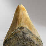 Genuine Megalodon Shark Tooth in display box // 3.25"