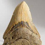 Genuine Megalodon Shark Tooth in display box // 3.75"
