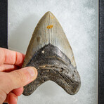 Genuine Megalodon Shark Tooth in display box // 5"