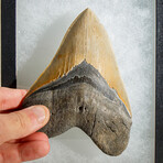 Genuine Megalodon Shark Tooth in display box // 5.5"