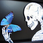Blue Morpho Skeleton Shadow Box