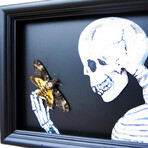 Death's Head Hawk Moth Skeleton Shadow Box