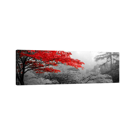 Trees in a garden, Butchart Gardens, Victoria, Vancouver Island, British Columbia, Canada Color Pop by Panoramic Images (12"H x 36"W x 1.5"D)