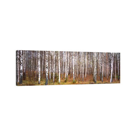 Silver birch trees in a forestNarke, Sweden by Panoramic Images (12"H x 36"W x 1.5"D)