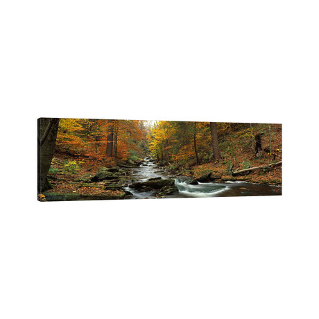 Fall Trees Kitchen Creek PA by Panoramic Images (12"H x 36"W x 1.5"D)