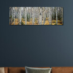 Aspen trees in a forest Alberta, Canada by Panoramic Images (12"H x 36"W x 1.5"D)