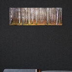 Silver birch trees in a forestNarke, Sweden by Panoramic Images (12"H x 36"W x 1.5"D)