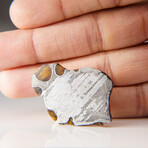 Genuine Natural Seymchan Pallasite Meteorite Slab in Display Box v.1