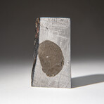 Genuine Natural Muonionalusta Meteorite Slice with Acrylic Stand v.3