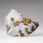 Genuine Natural Seymchan Pallasite Meteorite Slab in Display Box v.4