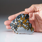 Genuine Natural Seymchan Pallasite Meteorite Slab in Display Box v.6