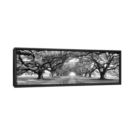 Brick Path Through Alley Of Oak Trees, Louisiana, New Orleans, USA (Black And White) II by Panoramic Images (12"H x 36"W x 1.5"D)