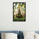 Redwood Forest by Stefan Hefele (26"H x 18"W x 1.5"D)