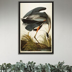 Great Blue Heron  by John James Audubon (26"H x 18"W x 1.5"D)