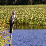 Adventure in the Glades