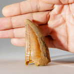 Genuine Carcharodontosaurus Tooth n Display Case v.2