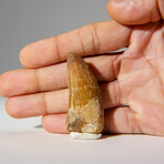 Genuine Carcharodontosaurus Tooth n Display Case v.5