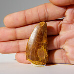 Genuine Carcharodontosaurus Tooth n Display Case v.4