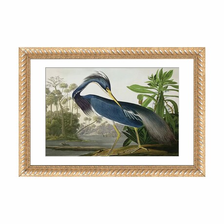 Louisiana Heron by John James Audubon (16"H x 24"W x 1"D)