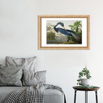 Louisiana Heron by John James Audubon (16"H x 24"W x 1"D)