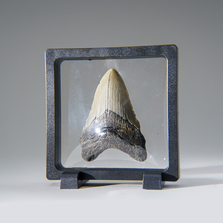 Genuine Megalodon Shark Tooth in Display Box v.21