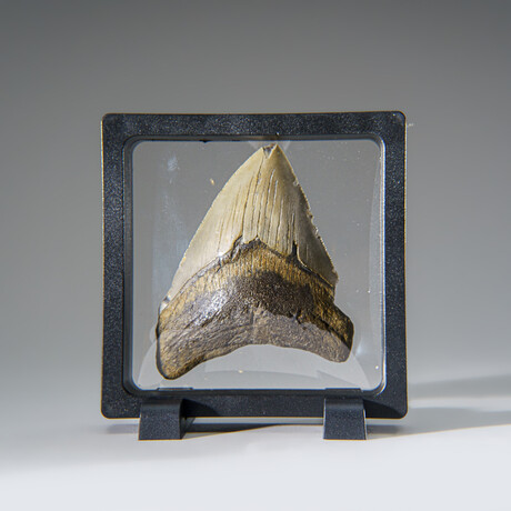 Genuine Megalodon Shark Tooth in Display Box v.14
