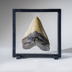 Genuine Megalodon Shark Tooth in Display Box v.1