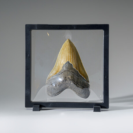 Genuine Megalodon Shark Tooth in Display Box v.3