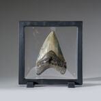 Genuine Megalodon Shark Tooth in Display Box v.8