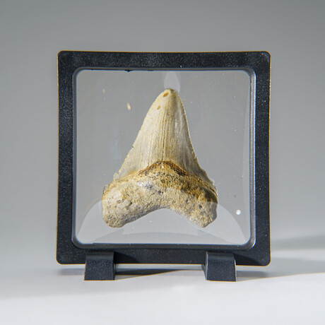 Genuine Megalodon Shark Tooth in Display Box v.12
