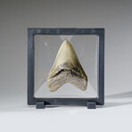 Genuine Megalodon Shark Tooth in Display Box v.10