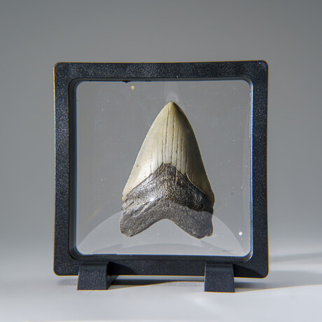 Genuine Megalodon Shark Tooth in Display Box v.20