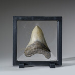 Genuine Megalodon Shark Tooth in Display Box v.9