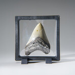 Genuine Megalodon Shark Tooth in Display Box v.16