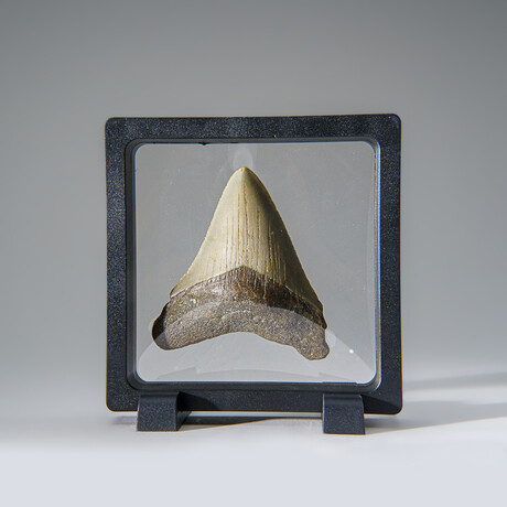 Genuine Megalodon Shark Tooth in Display Box v.26